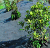 Toile biodégradable avec plantations