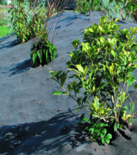 Toile biodégradable avec plantations